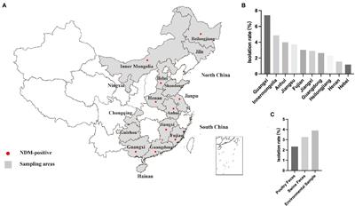 Molecular Epidemiology of New Delhi Metallo-β-Lactamase-Producing Escherichia coli in Food-Producing Animals in China